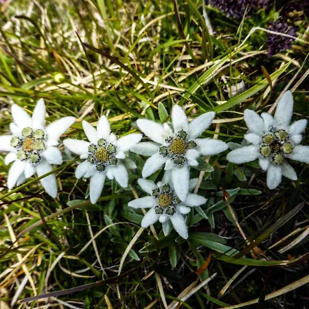 Appartementhaus Angerer - Feriendomizile Pichler Apartment *