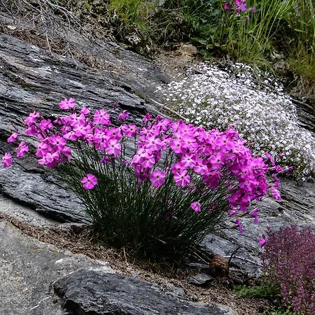 Appartementhaus Angerer - Feriendomizile Pichler * Heiligenblut