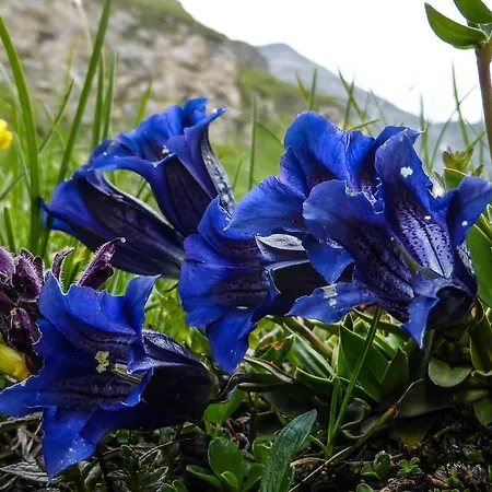 Appartementhaus Angerer - Feriendomizile Pichler