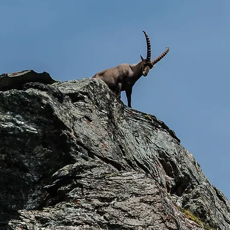 Appartementhaus Angerer - Feriendomizile Pichler