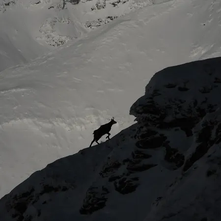 Apartment Appartementhaus Angerer - Feriendomizile Pichler Heiligenblut
