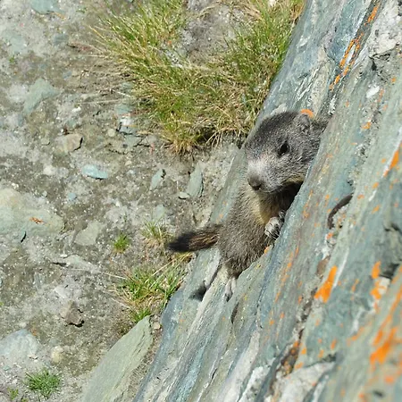 Apartment Appartementhaus Angerer - Feriendomizile Pichler *