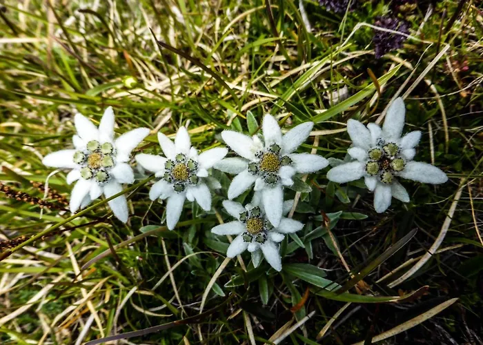 Appartementhaus Angerer - Feriendomizile Pichler Apartament *