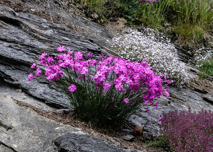 Appartementhaus Angerer - Feriendomizile Pichler * Heiligenblut