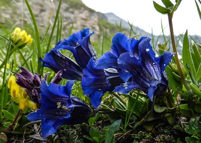 Appartementhaus Angerer - Feriendomizile Pichler