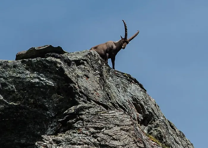 Appartementhaus Angerer - Feriendomizile Pichler