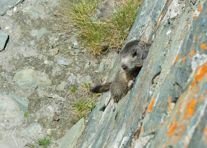 Apartament Appartementhaus Angerer - Feriendomizile Pichler *